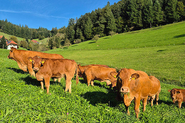 Unsere glücklichen Kühe auf der Weide