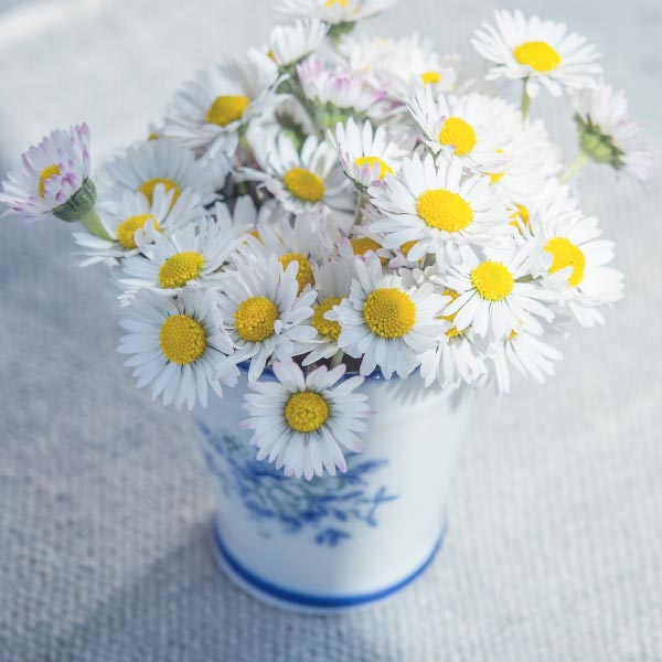 Gänseblümchen