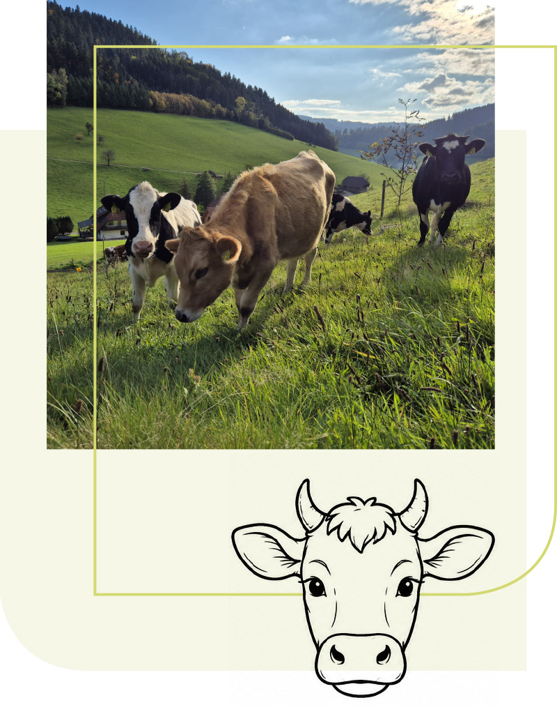 Kühe